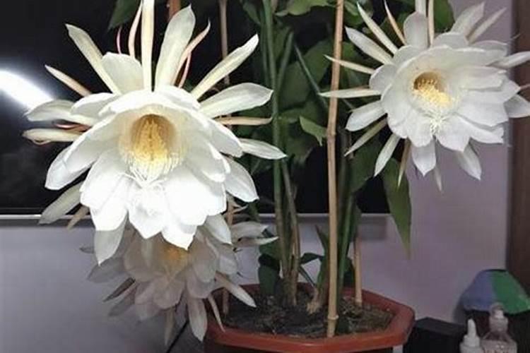 昙花不开花怎么办