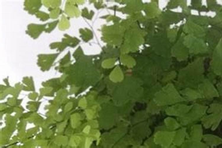 自制大量元素水溶肥的方法,在果树上如何使用
