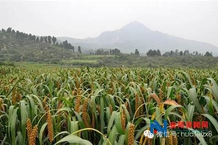 琴叶榕施什么肥最好