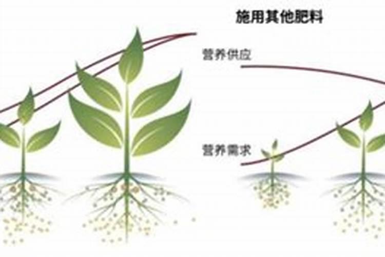 多肉植物施什么肥容易爆盆