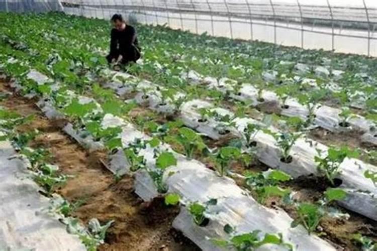 连续阴雨天,大棚蔬菜该如何施肥？是不是施肥越多越好？