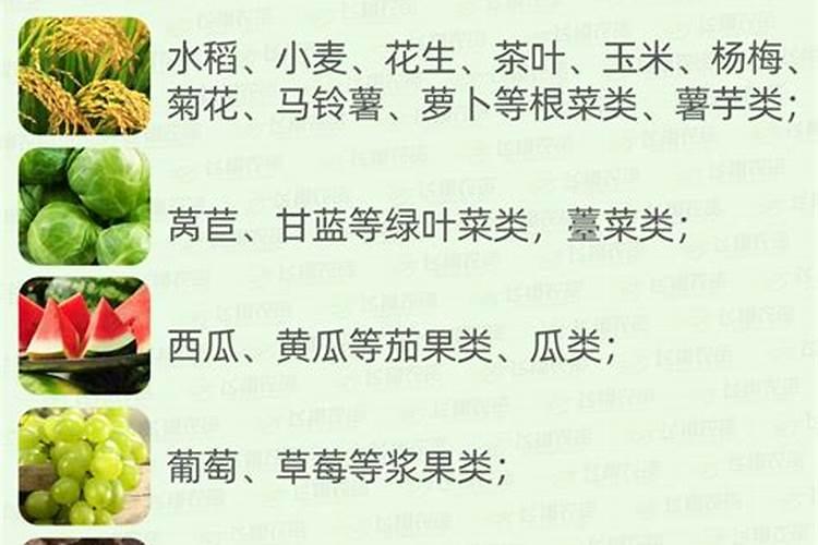 南方包子有哪些馅