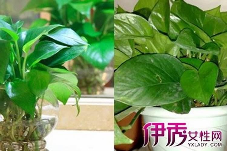 包子种类