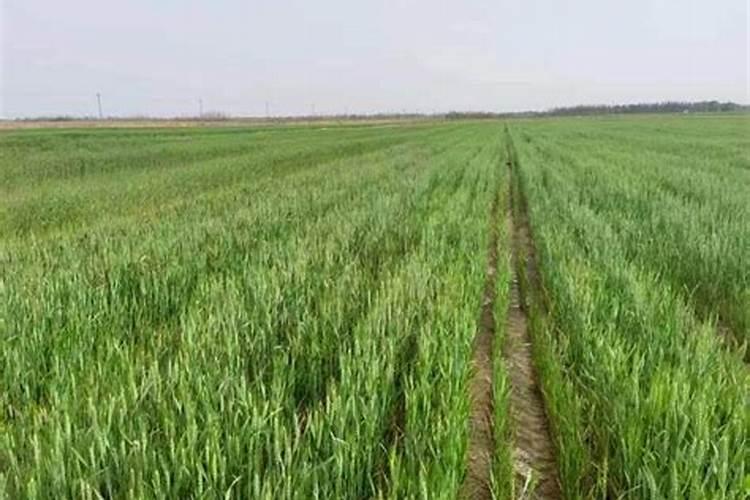 盐碱地小麦追什么肥最好