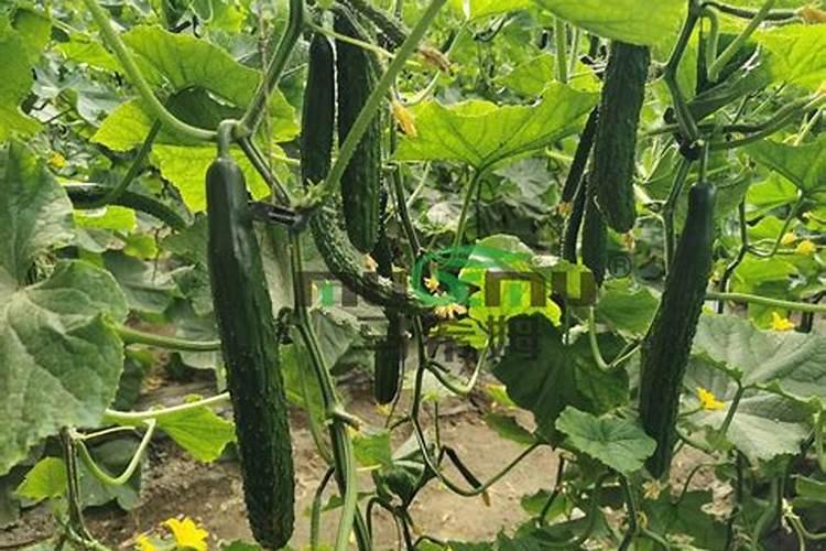 黄瓜追肥用什么肥料好