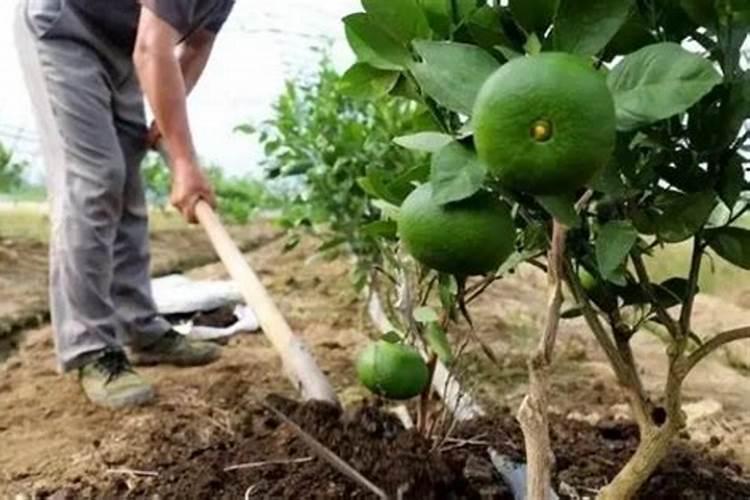 桔子树用什么肥料最好