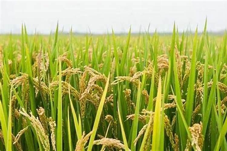 水稻用什么肥料好？
