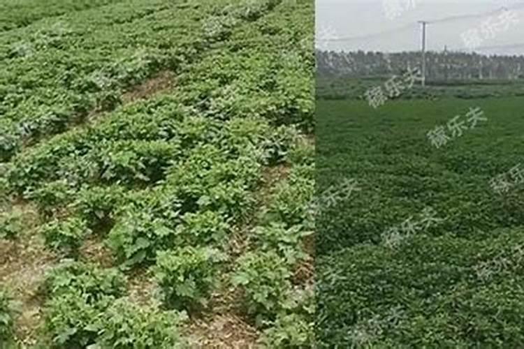 竹柳的栽培管理技术？哪位可以赐教啊？