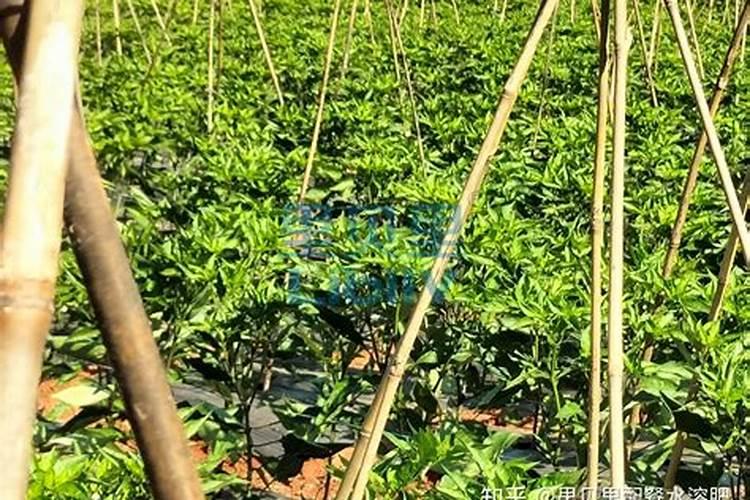 辣椒种植怎样用水溶肥