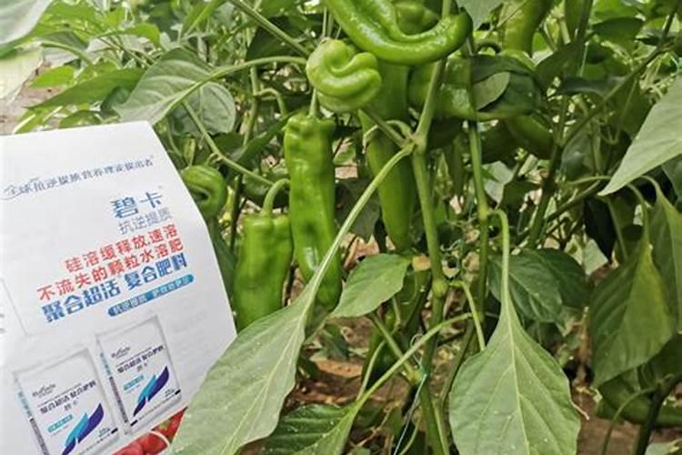 辣椒用什么肥料才能高产？