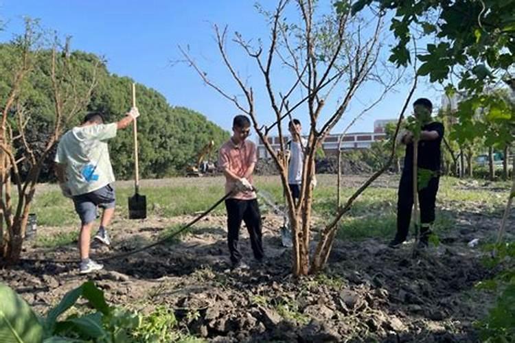 果树移栽后多久能施肥
