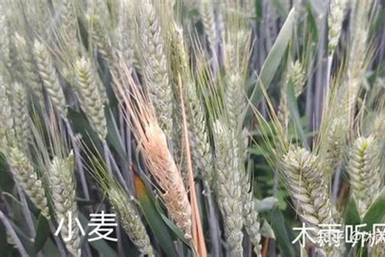 氧化钾是钾肥吗？和氯化钾和硫酸钾有什么区别？