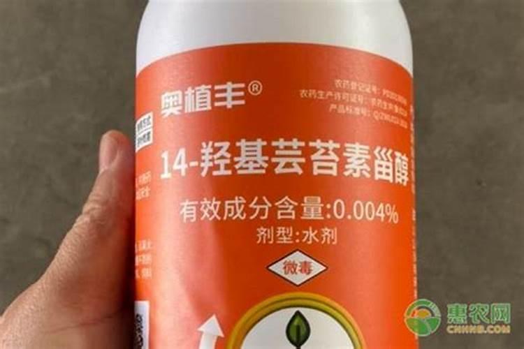 冬青的繁殖和管理