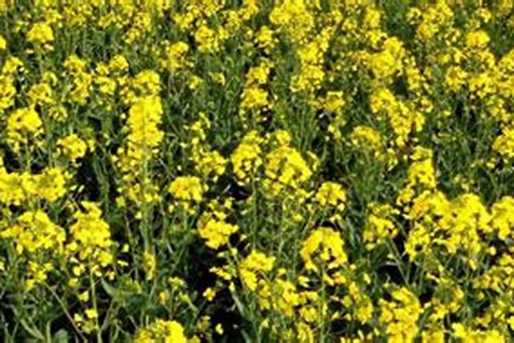 种油菜用什么肥料好