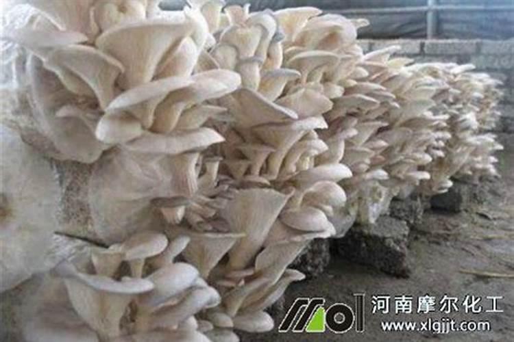 月季施什么肥(两种方案)