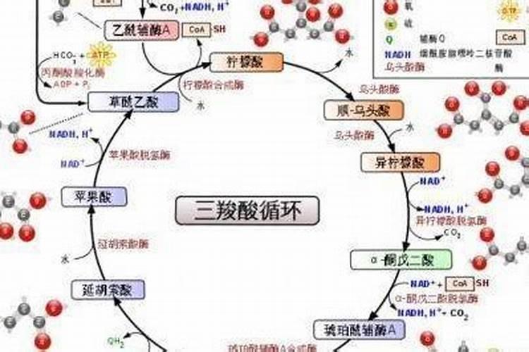 有氧发酵和无氧发酵的概念