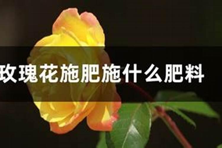玫瑰花施肥过多会怎样,施肥是撒在表面还是埋入土里