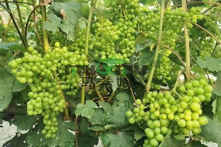 葡萄种植需要施什么肥料