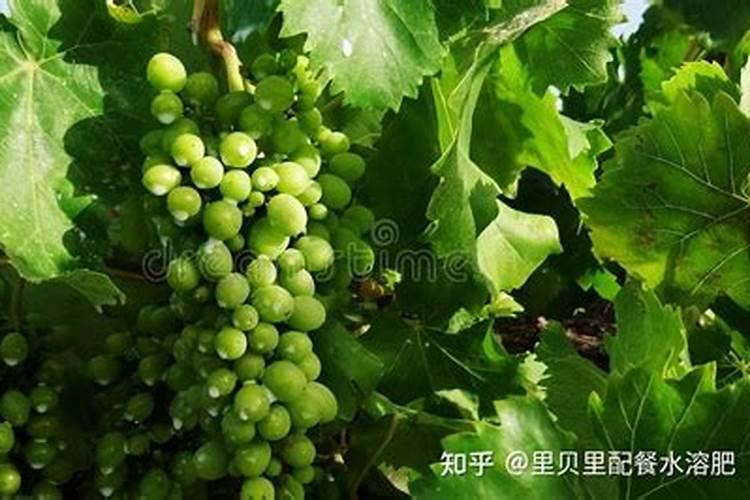 葡萄什么时候上肥料最好