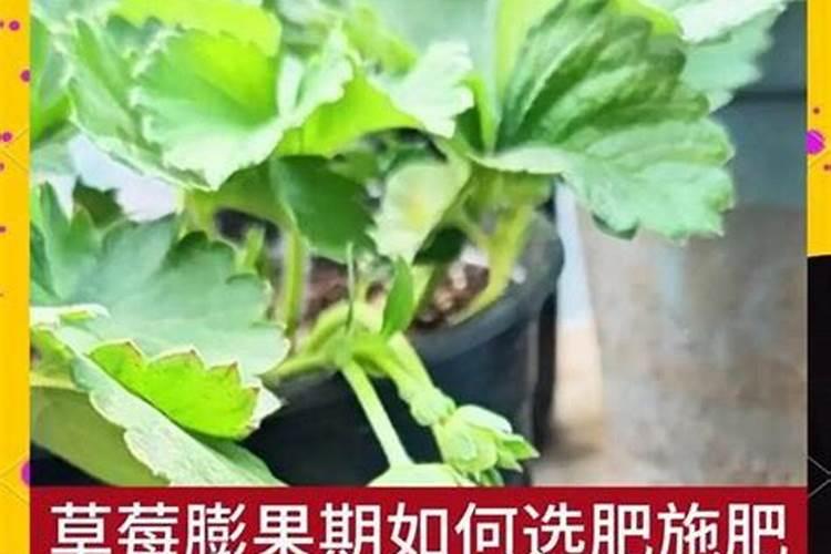 太阳花多久施一次肥 用什么肥料长得快