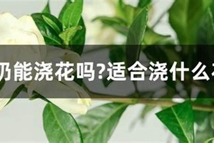 过期酸奶能浇花吗？适合浇什么花