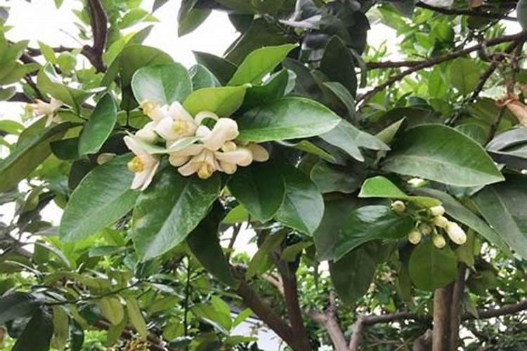 现在柚子树花器快张开了,花前又没打药,现在打点磷钾型叶面肥加红蜘蛛...