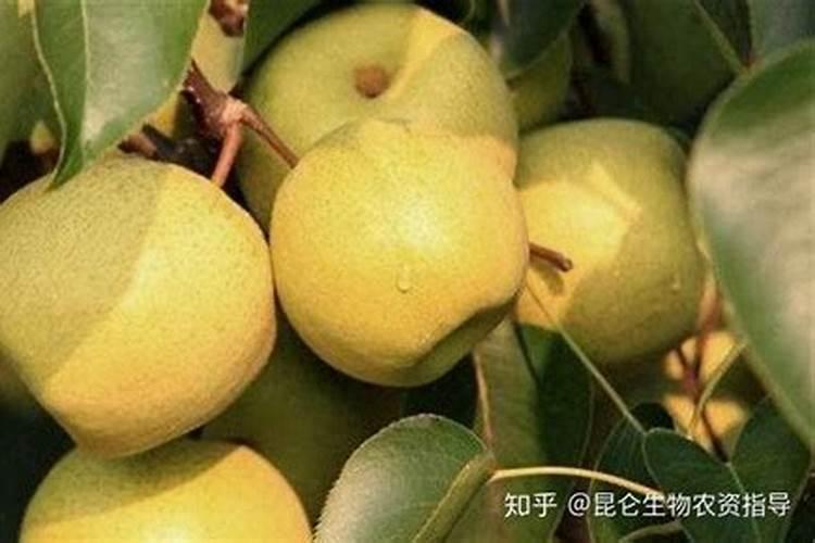 梨树膨果肥用什么肥最好