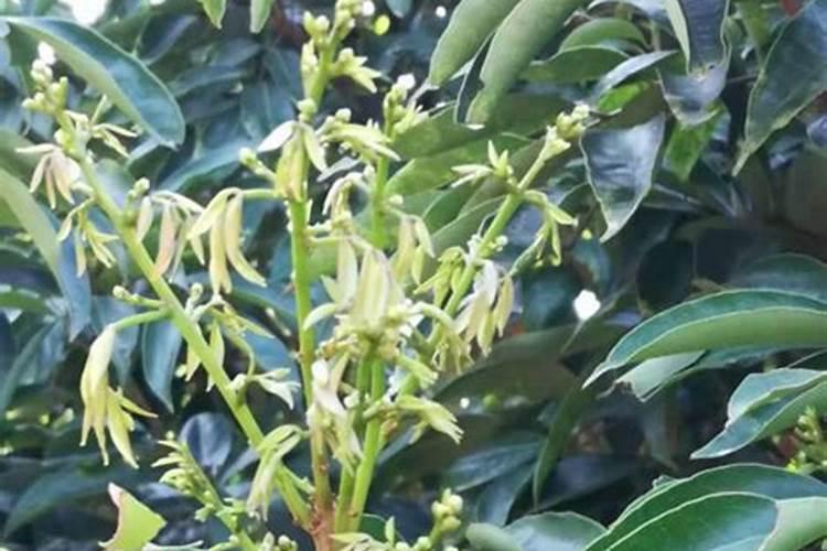 荔枝怎样促花保果？