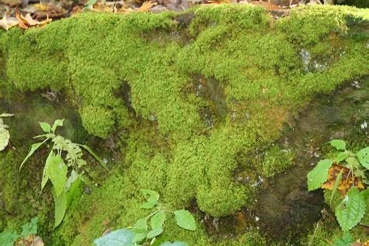 磷肥可以杀青苔吗