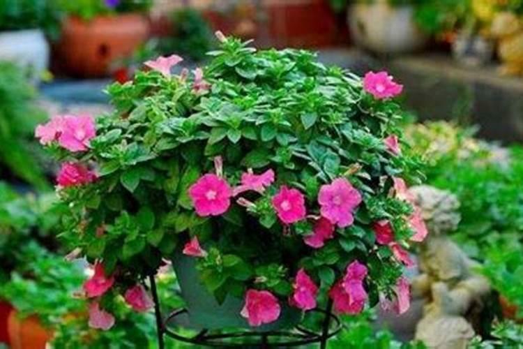 施什么肥可以促进开花施什么肥能促进开花