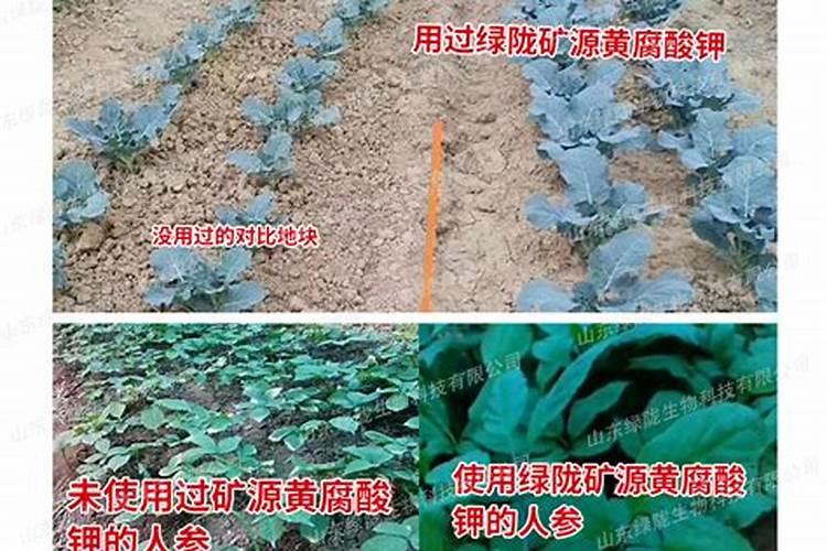苹果树喷什么叶面肥好