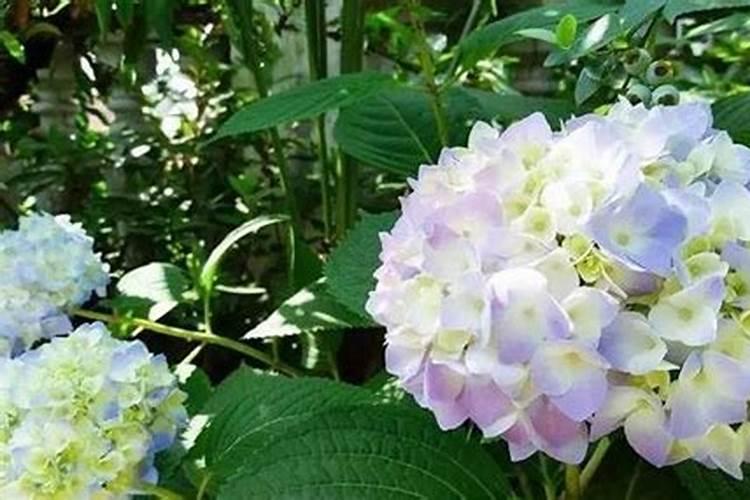 绣球花用什么肥料最好