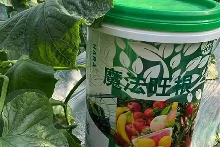 冬季北方管理温室大棚黄瓜,水肥怎样使用能保证产量高？