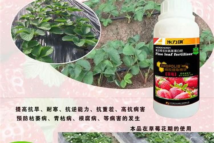 史丹利草莓专用肥好用吗