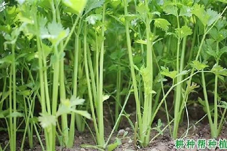 芹菜施肥方法