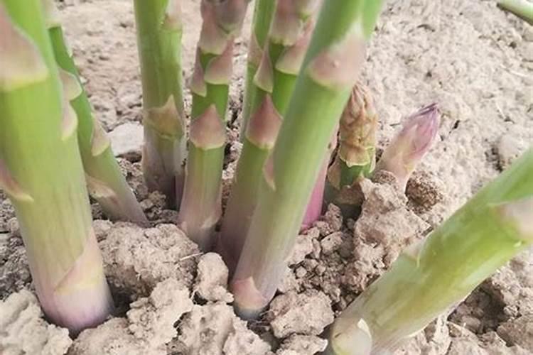 芦笋施什么肥最好