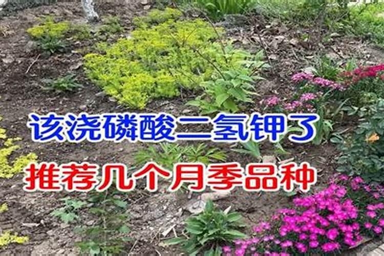 磷酸二氢钾可以浇茶花吗