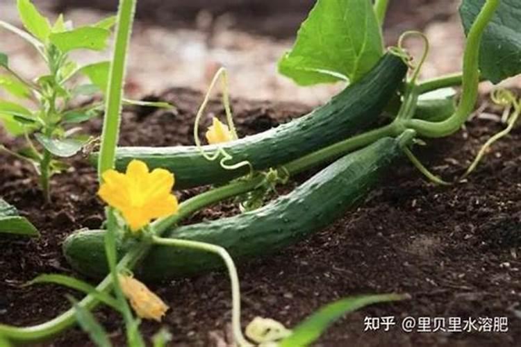 黄瓜缓苗水应该浇多少生根肥一亩地浇多少生根粉才合适？