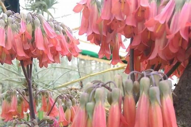 落地生根开花吗
