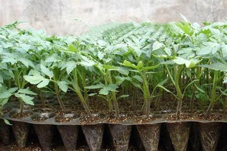 玉米底肥一次性施肥 氮磷钾 各用多少？