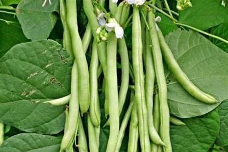 豆角追肥用什么肥料好