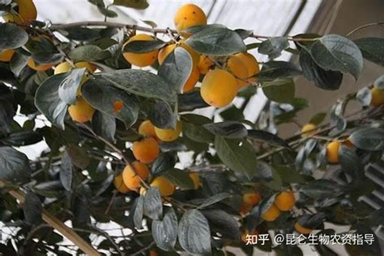 柿子树结柿子后用什么肥料膨果？