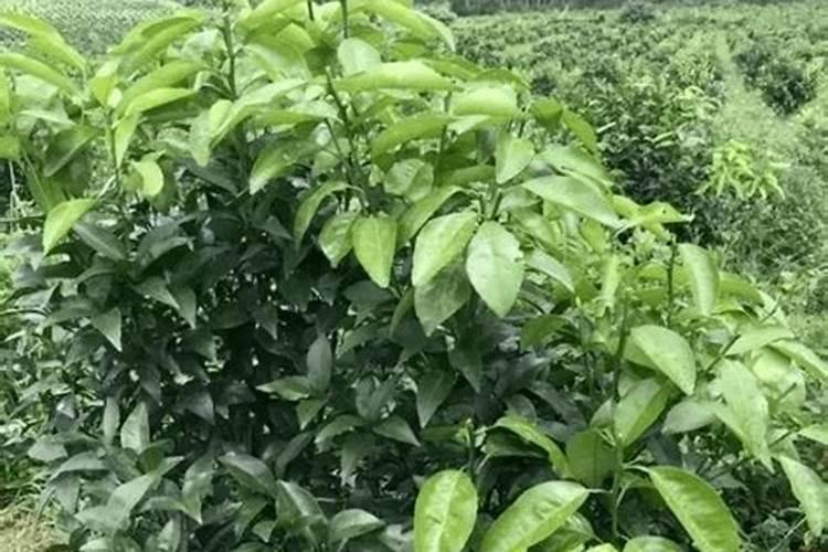 八角树施什么肥料挂果多