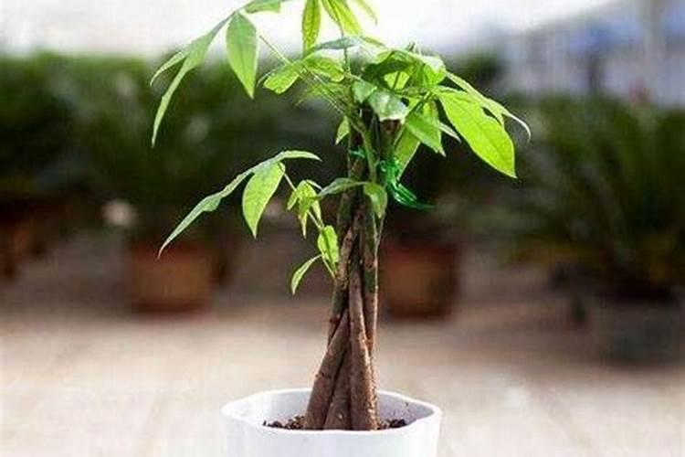 还没有挂果的果树,施什么样的肥能让它的根更壮一些？