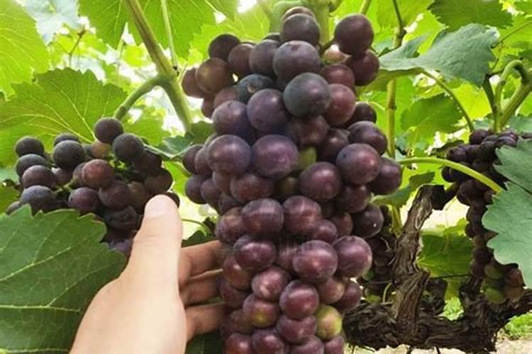 煮熟的黄豆怎么发酵做肥料