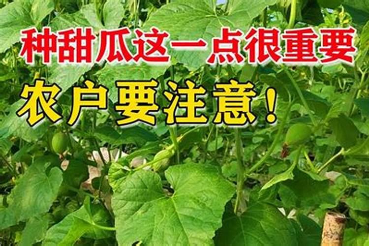 磷酸二氢钾在叶面喷施效果好,它适用哪些作物？