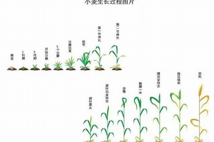 地黄施什么肥