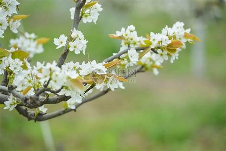 生地黄什么时候种植 中药生地的种植方法