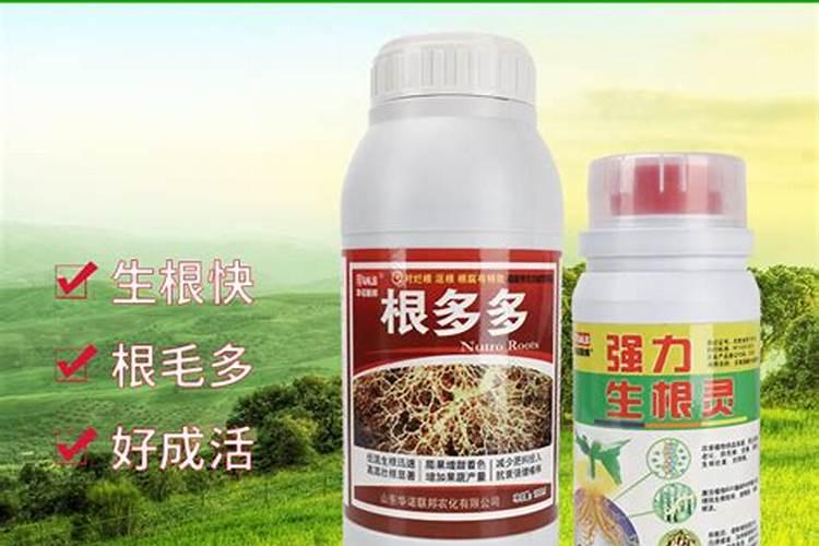 嘉宝果树种几天才可以用生根粉和杀虫剂