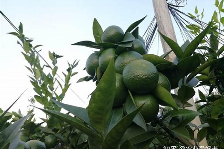 杨梅树施什么肥最好？